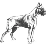 Dessin vectoriel de chien Boxer