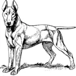 Bull Terrier vector image