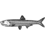 Illustrazione vettoriale di pesce acciughe