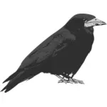 Raven vogel vector illustraties