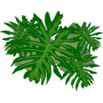 Philodendron anlegget