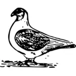 Porumbelul vector de desen