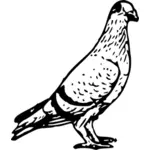 Permanent de pigeon