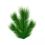 Pine branch vector image
