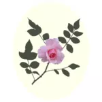 Pink rose vector image