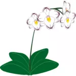 Bild einer weißen Orchidee Pflanze