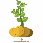 Clipart sulla pianta di patate