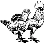 Paar van kippen