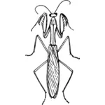 Praying mantis illustratie