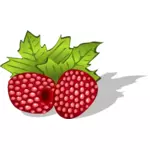 Raspberries vector image