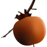 Vektorgrafikken aprikos