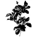 Grayscale rose vector image