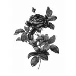 Hopeanharmaa ruusu