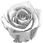 Pale grained drawing of a rose