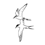 आर्कटिक Terns वेक्टर छवि