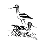 ソリハシセイタカシギ鳥ベクトル