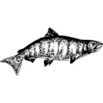 奇努克鲑鱼矢量图像