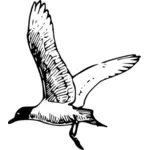 Franklins Pescăruşul zbor vector imagine