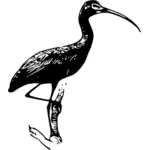 Glossy Ibis vector clip art