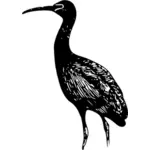 ibis hnědý pták vektorový obrázek