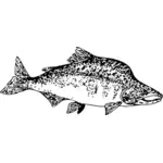 Image vectorielle de saumon rose