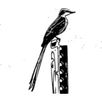 Wizerunek nożyczek - tailed flycatcher
