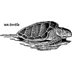 Mořská želva obrázek
