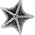 Sea star drawing