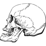 Cranio di lato