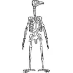 Wektor rysunek stojący szkielet ptaka