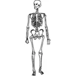 Esqueleto em pé