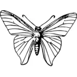 Farfalla insetto