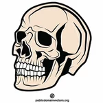 Cranio di cranio umano