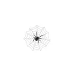 蜘蛛和 web