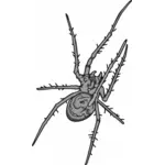 Araignée grise