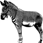 Staande zebra vector afbeelding