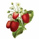 딸기 식물