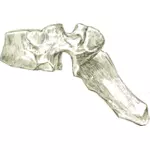 İnsan dorsal kemik