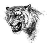Тигриной головы векторное изображение