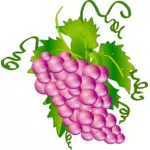 Vector bildet av gjeng druer