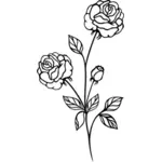 विंटेज गुलाब
