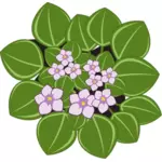 Afrikaanse viooltjes met bladeren vector illustraties