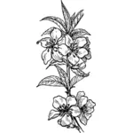 アーモンドの花のベクトル図面