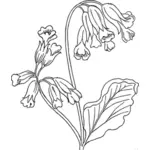 Vector image of cowslip