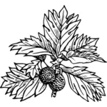 Плоды хлебного дерева с ее листья векторные картинки