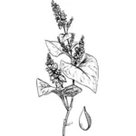Горькая гречиха с ее листья векторные картинки
