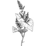 Grano saraceno con le sue foglie vector ClipArt