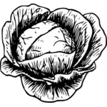 Cabbage with its leaves vector clip art