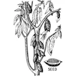 קקאו צמח עם עלים, זרע וקטור אוסף