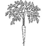 Karotte mit seiner Blätter-Vektor-ClipArt